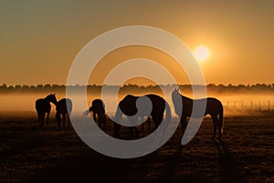 Herd of horses grazing in a field on a background of fog