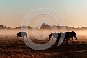 Herd of horses grazing in a field on a background of fog and sunrise