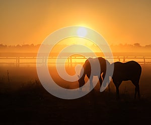 Herd of horses grazing in a field on a background of fog and sunrise