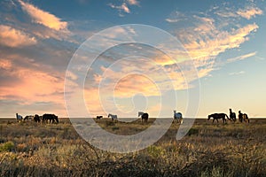 Herd of horses grazing in a field covered in greenery during the sunrise