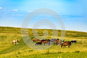 Herd of horses grazing on a field in wild.