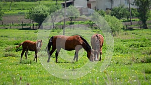 Herd of horses grazing on grass