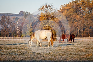 Herd of horses grazing grass on pasture