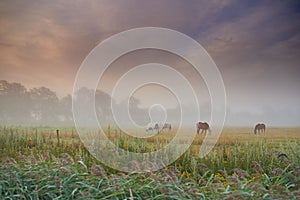 Herd of horses grazing grass on a spring field on a misty morning. Stallions standing in a meadow or pasture land with