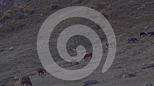 Herd of horses grazing on the gray hillside.