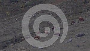 Herd of horses grazing on the gray hillside.