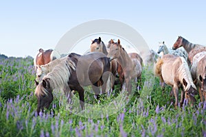 Herd of horses grazing in green photo