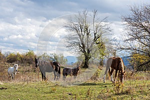 Herd of horses grazing on green meadow