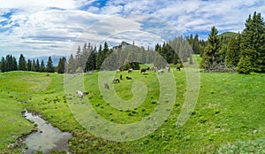 Herd with horses grazing on meadov with stream near forest in mountain valley. Panorama, top view