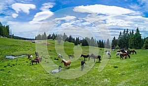 Herd with horses grazing on meadov with stream near forest in mountain valley. Panorama, top view