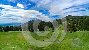 Herd with horses grazing on meadov with stream near forest in mountain valley. Panorama, top view