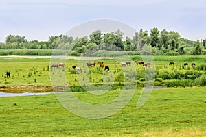 Herd of horses grazing on a meadow