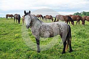 Herd of horses grazing in a meadow, beautiful rural landscape with cloudy sky