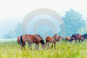 Herd of horses grazing in a meadow in the mist