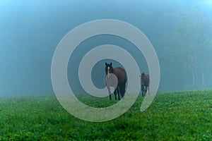 Herd of horses grazing in a meadow in the mist