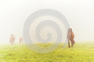 Herd of horses grazing in a meadow in the mist