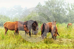 Herd of horses grazing in a meadow in the mist