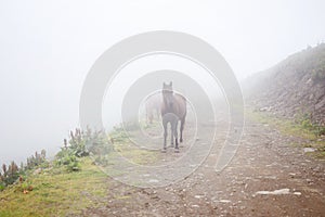 Herd of horses grazing in a meadow in the mist. Horses in a foggy meadow. Russia