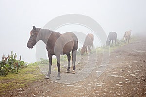 Herd of horses grazing in a meadow in the mist. Horses in a foggy meadow. Russia