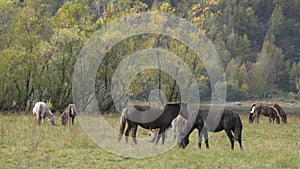 Herd of horses grazing on the meadow near the Altai Mountains on an autumn day.