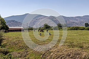 Herd of horses grazing on a mountain meadow Epirus, Greece