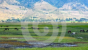 Herd of horses grazing. Mountains in the background. Utah, USA.