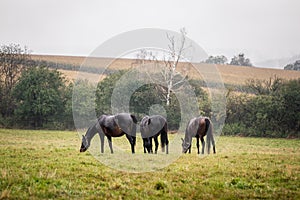 Herd of horses grazing on pasture in rain