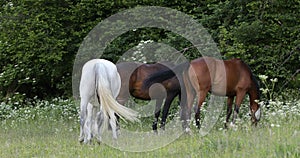 Herd of horses grazing in a spring meadow