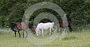 Herd of horses grazing in a spring meadow