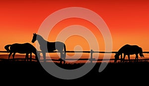 Herd of horses grazing at sunset - evening ranch vector silhouette scene