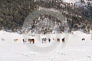 Herd of horses grazing on a winter pasture