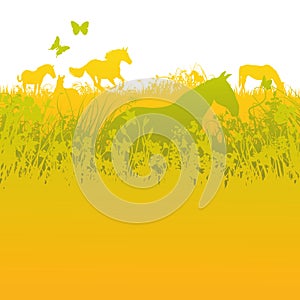 Herd of horses on green pasture