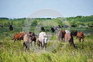 Herd horses and herd of cows background graze in meadow