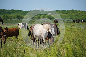 Herd horses and herd of cows background graze in meadow