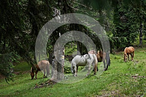 Herd of horses