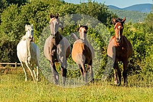 Herd of horses photo
