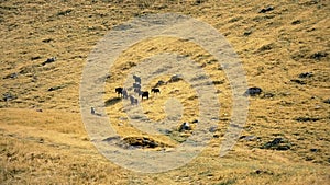 Herd of horses with herdsman and dog on pasture