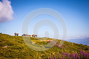 Herd of horses on a hill in Bulgaria. Horses graze in the mountains on a spring warm day. Blue sky, beautiful landscape.