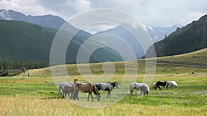 A herd of horses - a horse, a foal, a mare graze in the meadow of a mountain valley, the mountains are still with snow