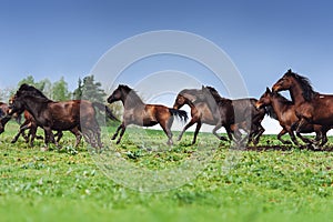 A herd of horses jumps into the field against a blue sky