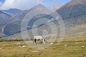 Herd of horses. Kyrgyzstan