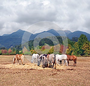 A herd of horses and Mala Fatra National Park