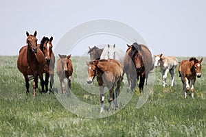 Rebano de caballos (yeguas ninos) 