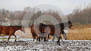 Herd of horses on the meadow