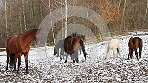 Herd of horses on the meadow