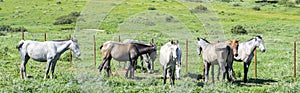 Herd of horses in a meadow