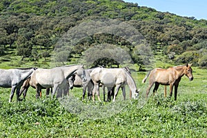 Herd of horses in a meadow