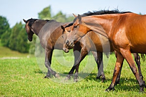 Herd of horses on the meadow