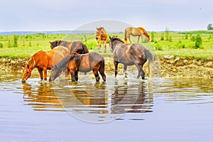 Herd of horses on a meadow in water