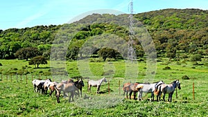 Herd of horses in a meadow, wild life (4K)